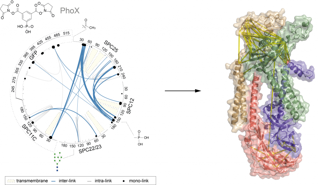 Experimental data extracted by the Richard Scheltema lab includes spatial information (crosslinks) and PTMs (phosphorylation, acetylation, etc). By collaborating with other structural techniques like Cryo-EM precise protein models are constructed.